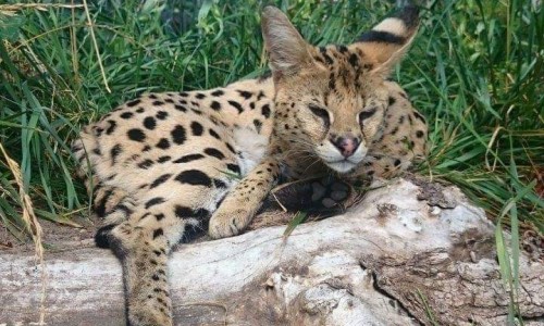 Quasar Electronics adopts Sawanna serval at Warsaw Zoo